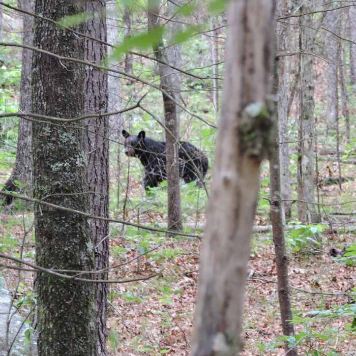 Near Wintergreen Falls