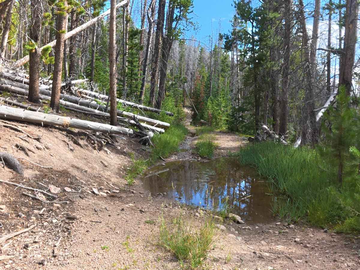 Grace Creek Road - FS 143 trail photo