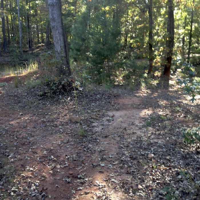 Near Pine Tree Loop