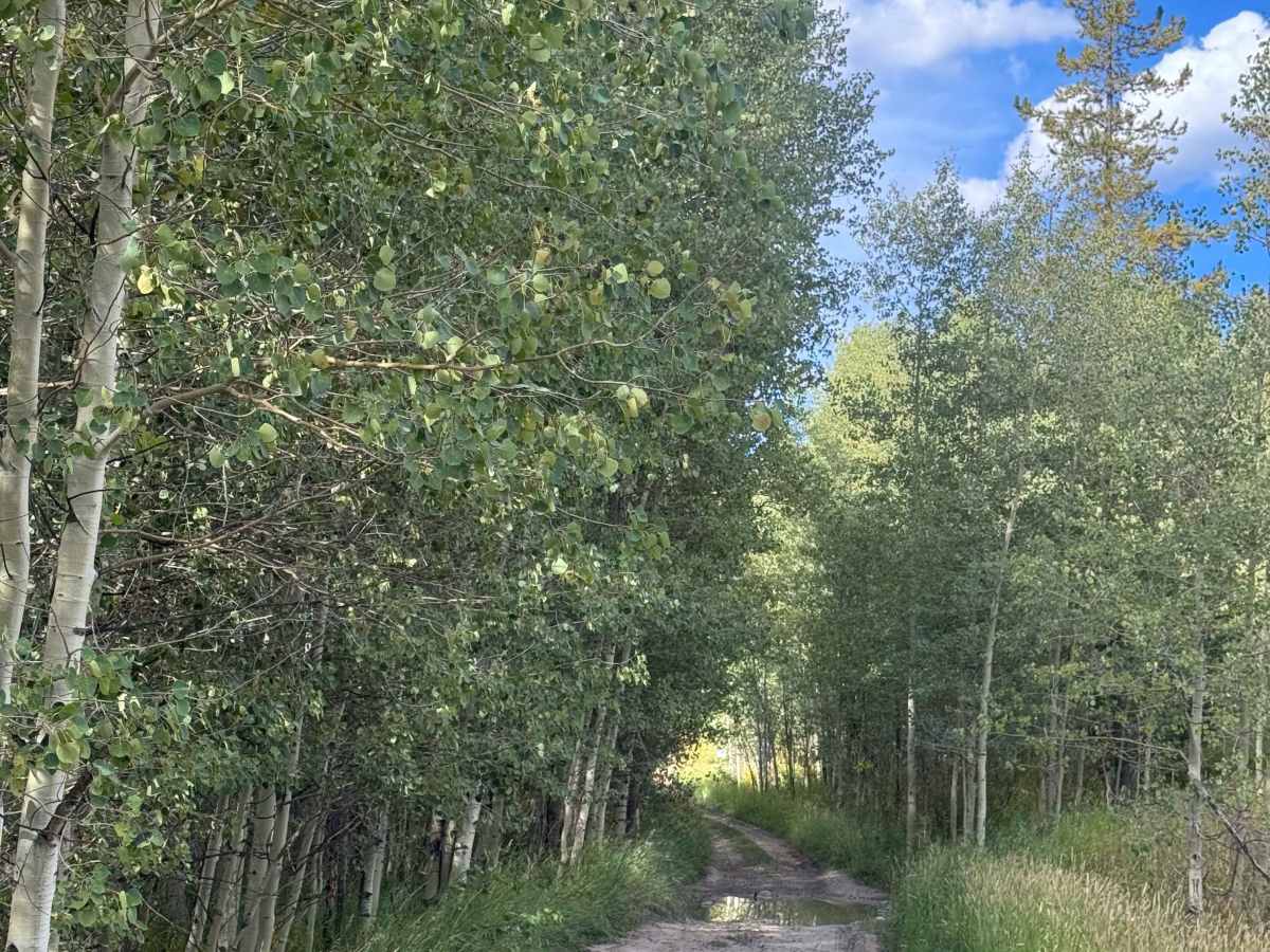 Ditch Creek Road photo 5