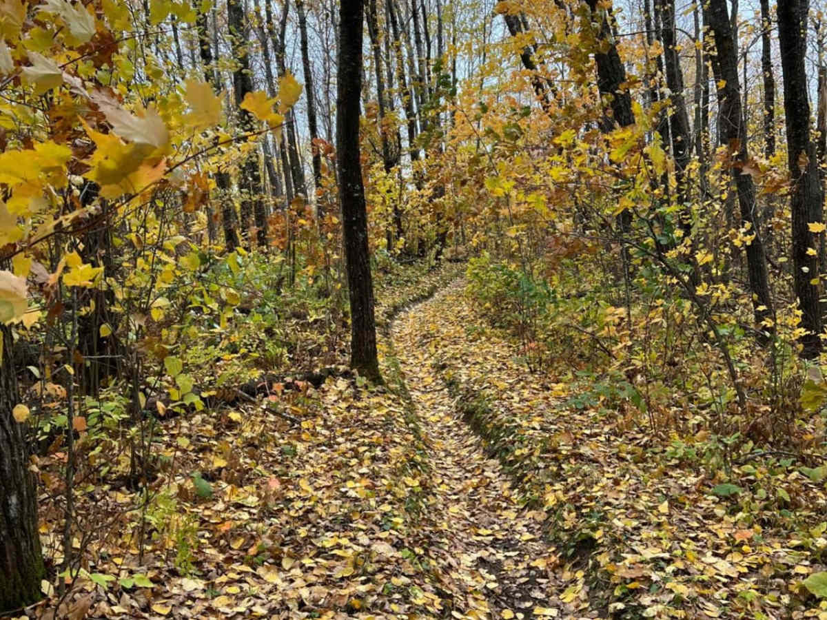 Paul Bunyan Southern Single Track Bypass photo 3