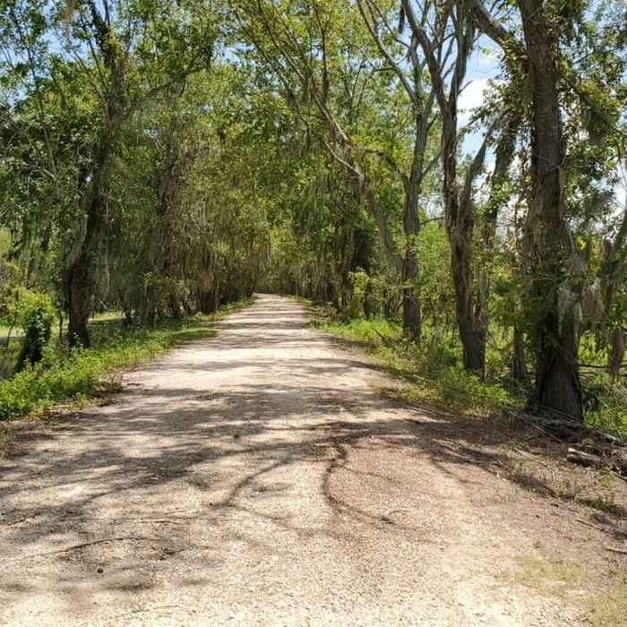 Hiking the trail Near Brazos Bend State Park Figure Eight Loop