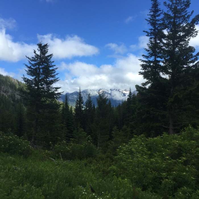 Near Chatter Creek Trail #1580
