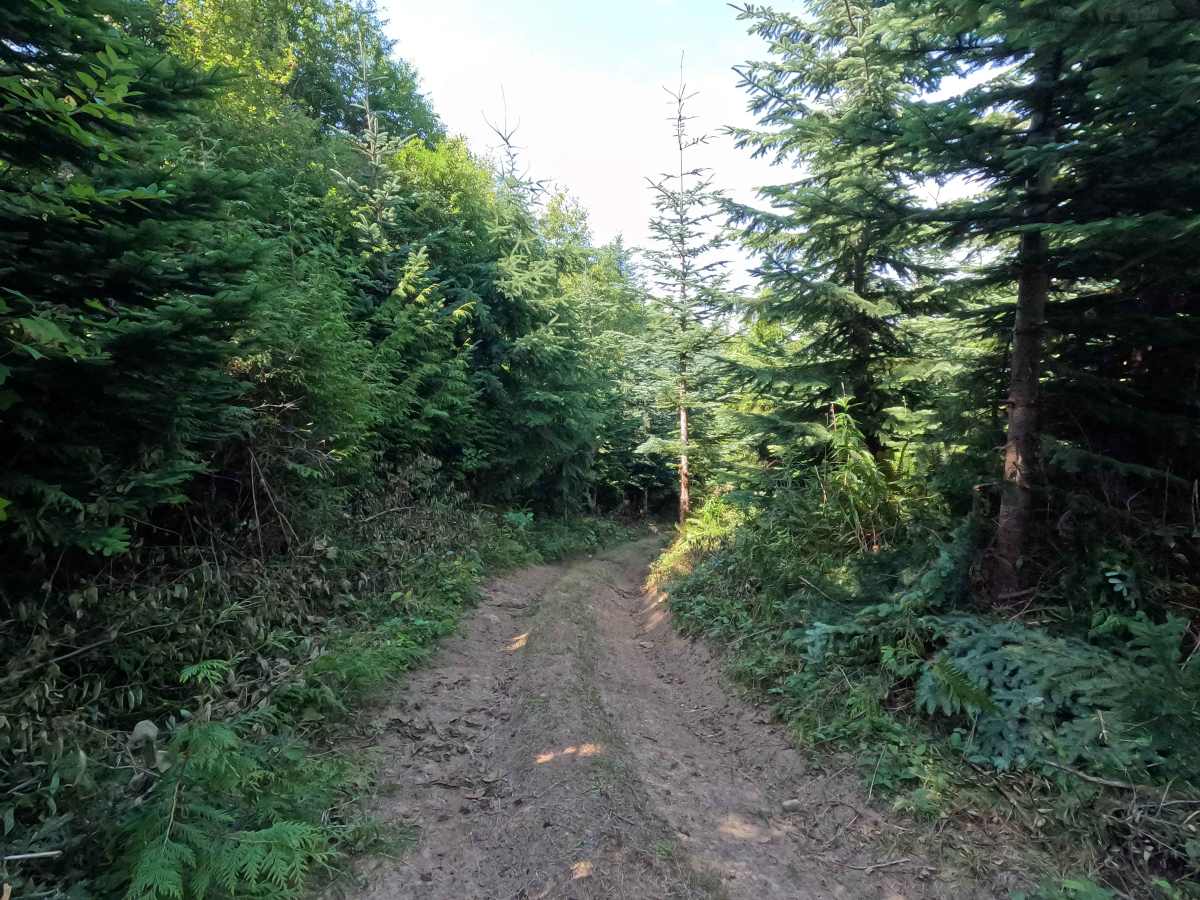 Mountain Fresh photo 3