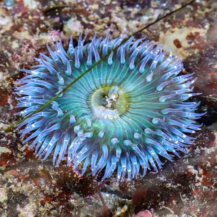 Near Point Loma Tide Pools