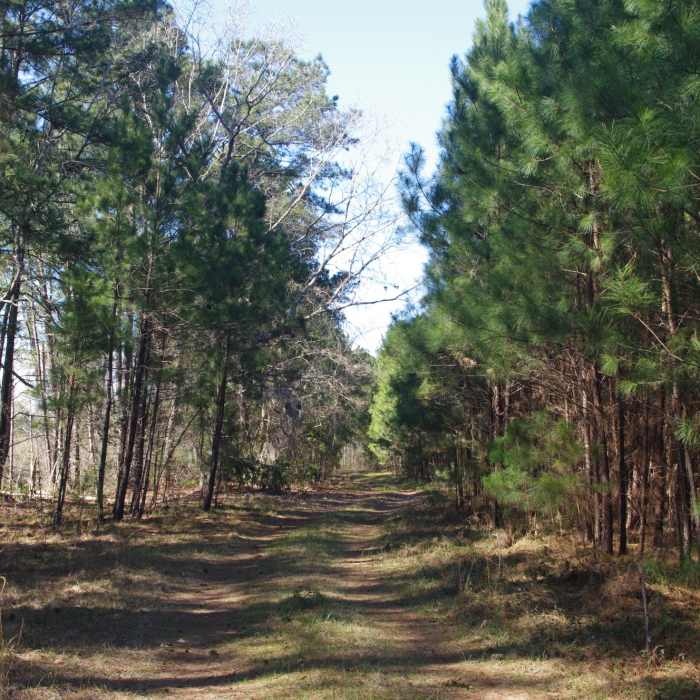 Near Kingfisher Pond Loop