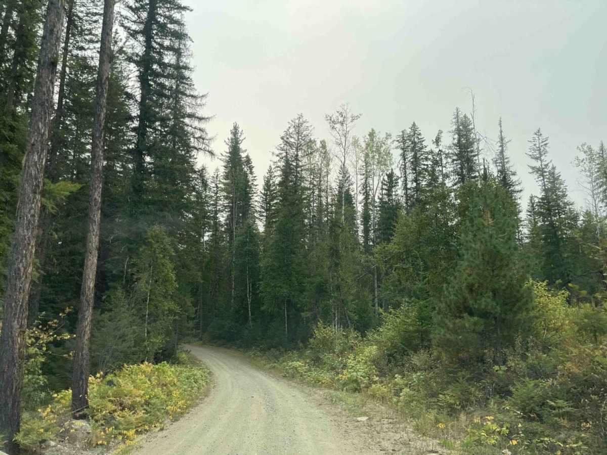Stevens FSR trail photo