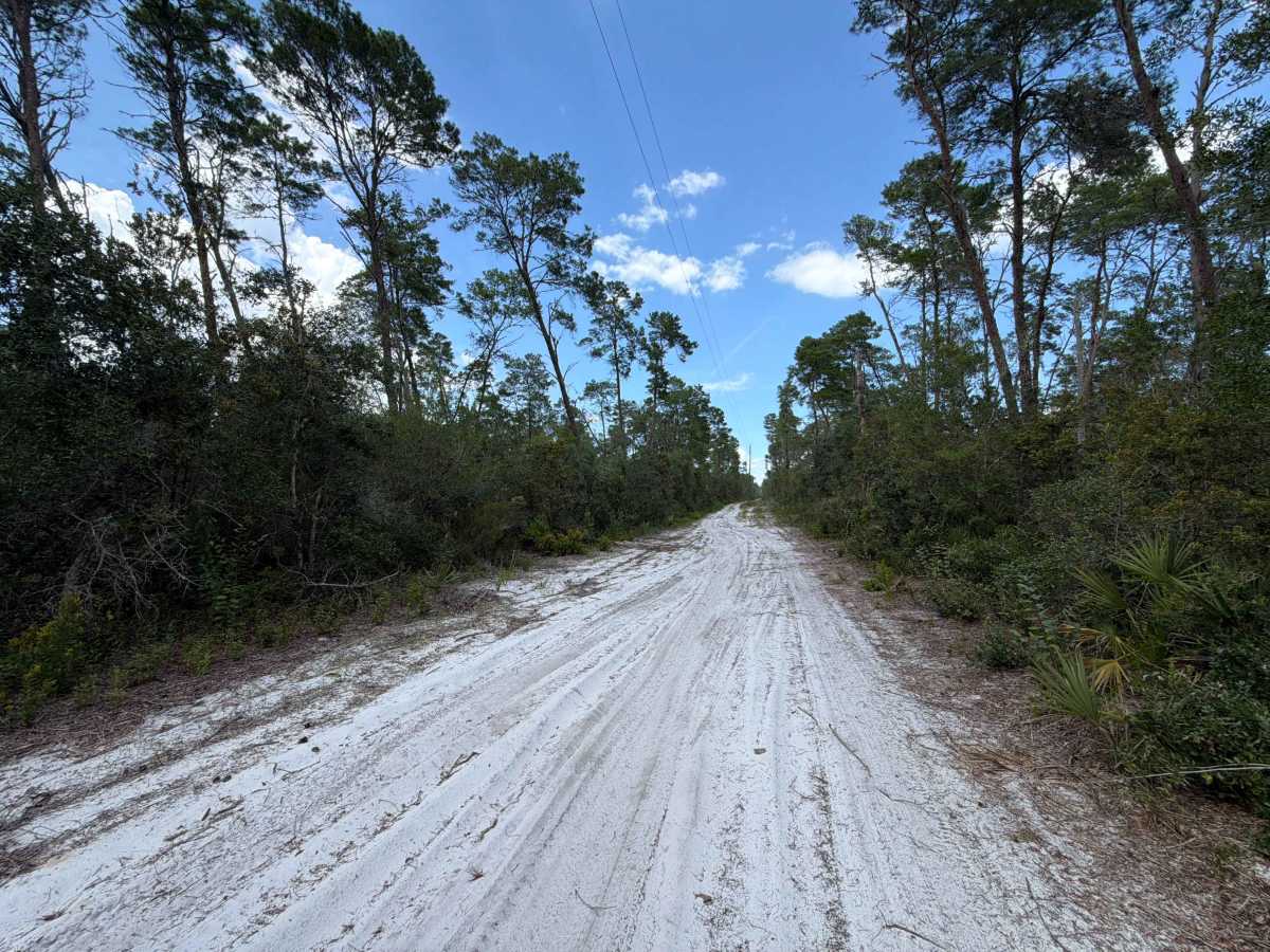 Ocala National Forest 445 Powerline Trail photo 6