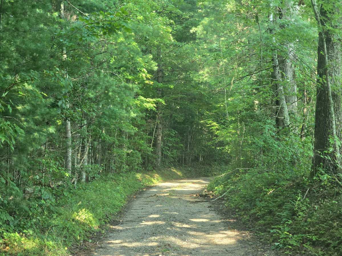 Upper Burke Field Road trail photo