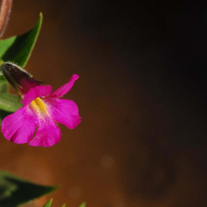 Near Broken Top Crater Hike