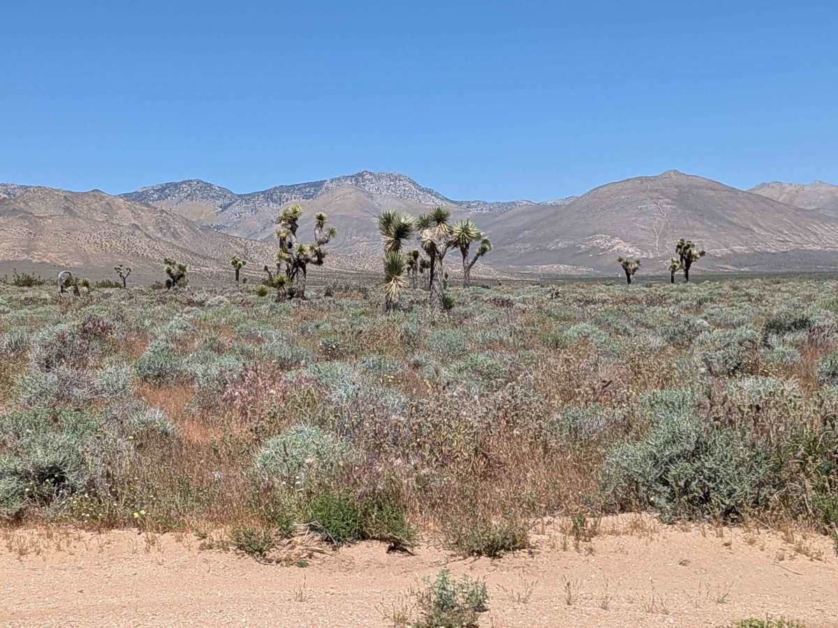 BLM SC106 photo 2