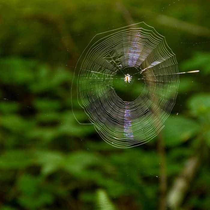 Near Burnt Lake Loop