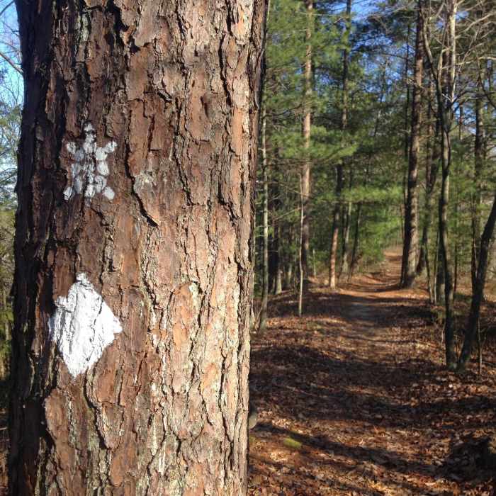 Turtle blaze along the Sheltowee Trace on Pinch Em Tight Ridge Near Pinch-Em Tight Ridge Loop