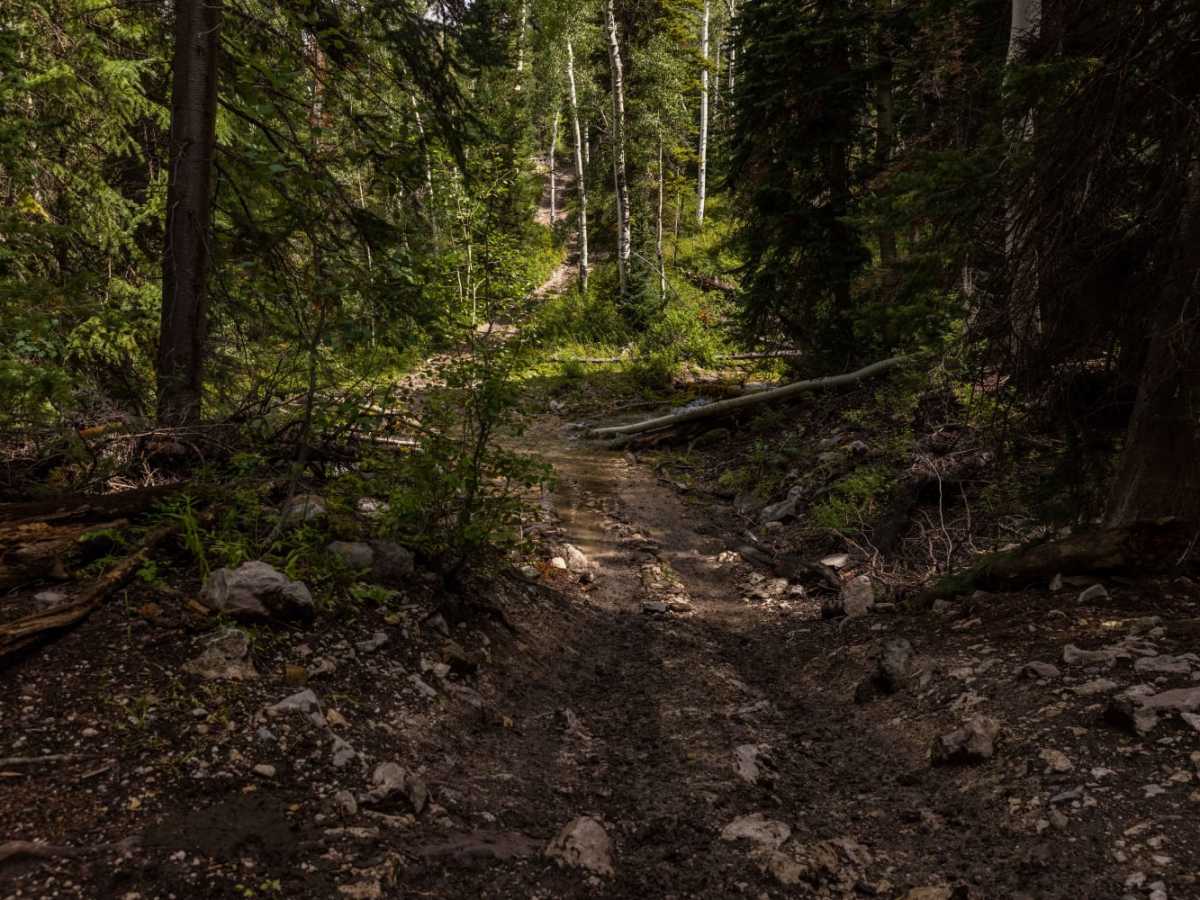 Beaver Creek - Mount Baldy photo 3