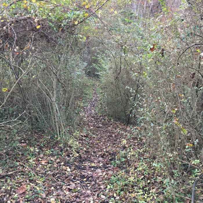 Near Paper Mill Road Trails at NCR