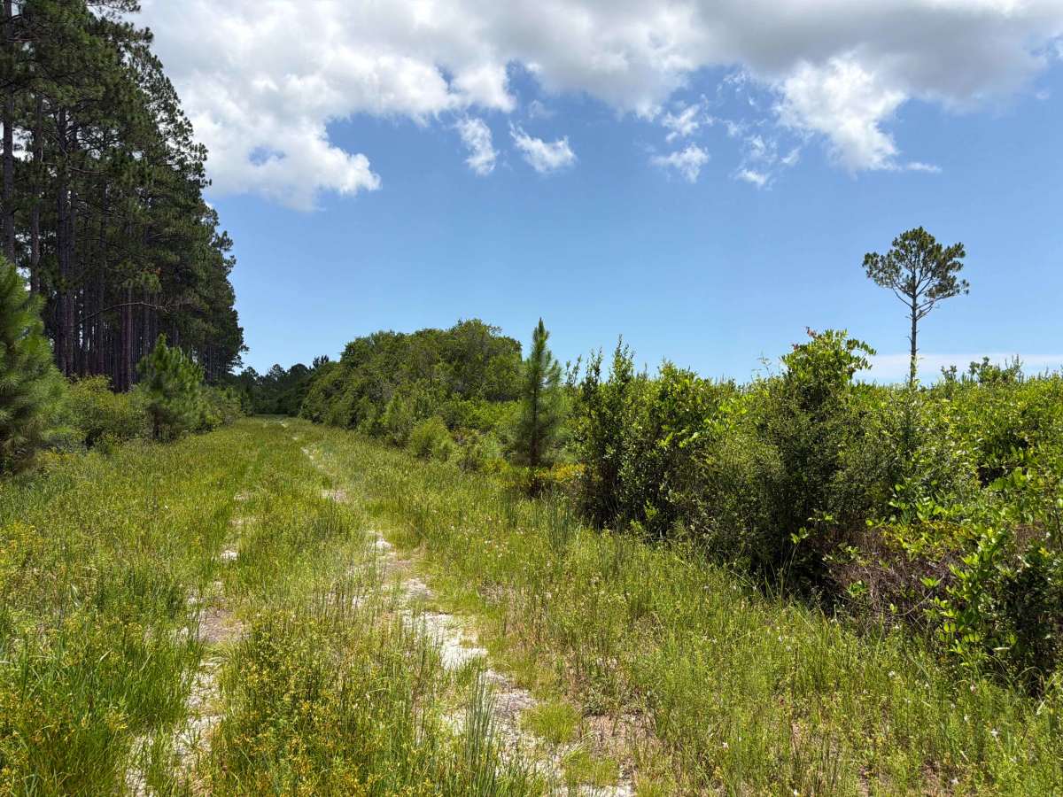 Tate's Hell FR 132 trail photo
