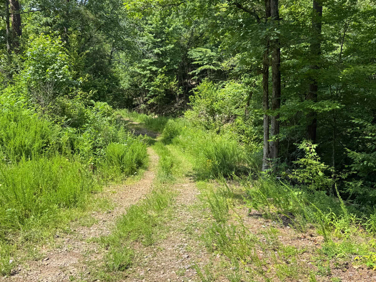 FS 93231A trail photo