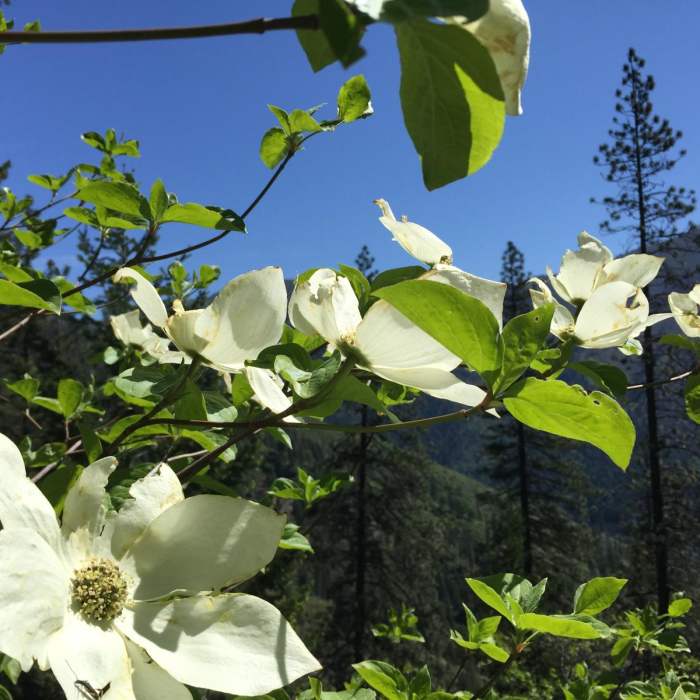 Near Chambers Creek Falls