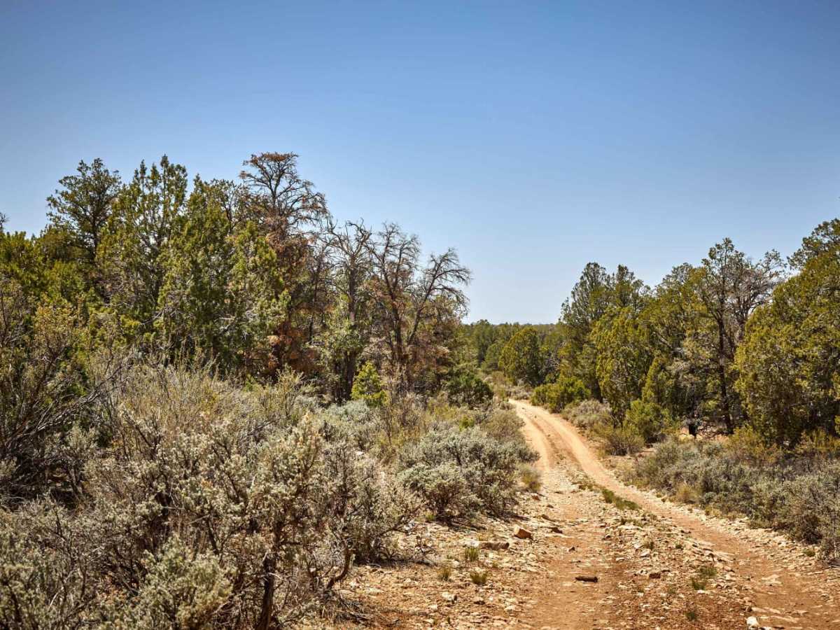 Midway 1 Tank Road trail photo