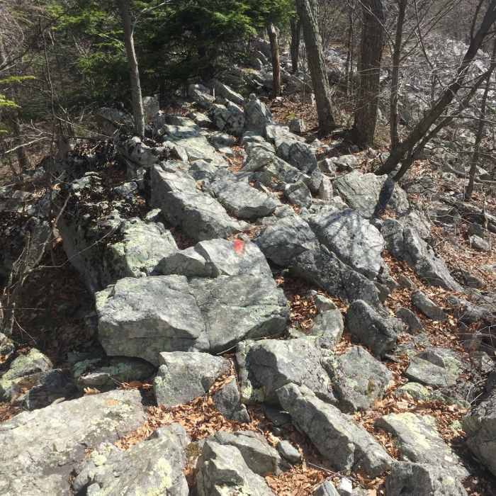 Near Musser/Shingletown Loop