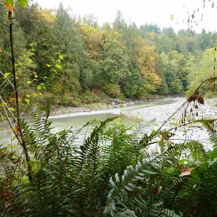Near Upper Sandy River Trail