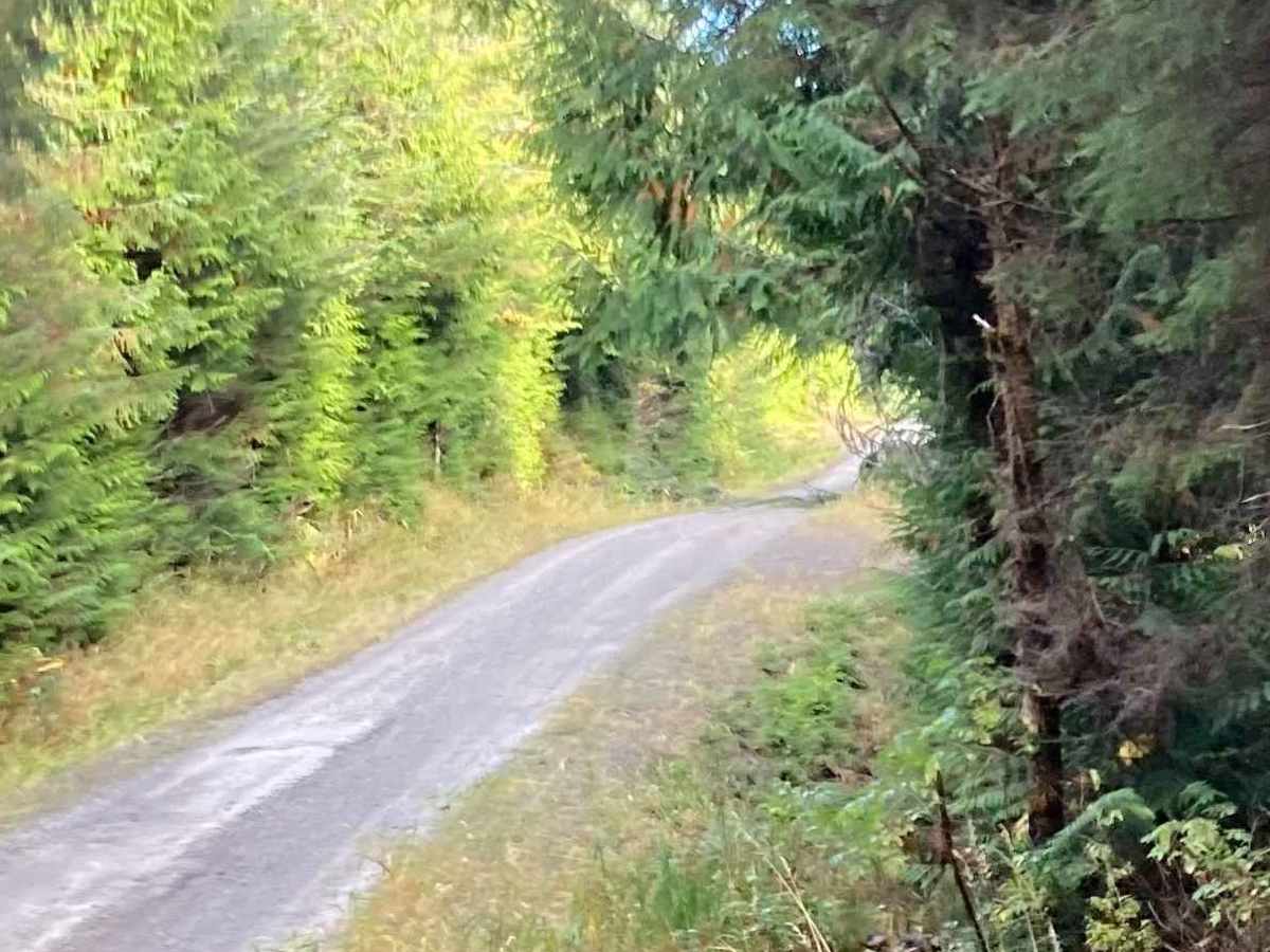 Gutchi Creek Road - FS 2058000 photo 5
