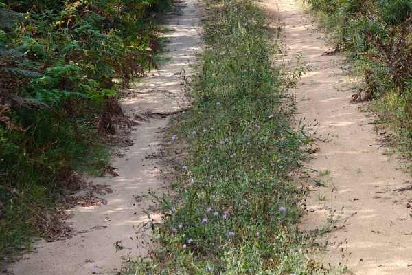 Deer Camp Trail