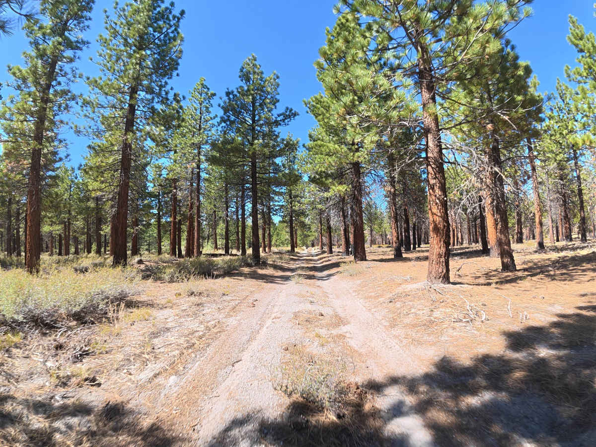 FS 1S146 trail photo