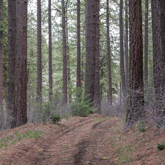 Near Portola "P" Hike