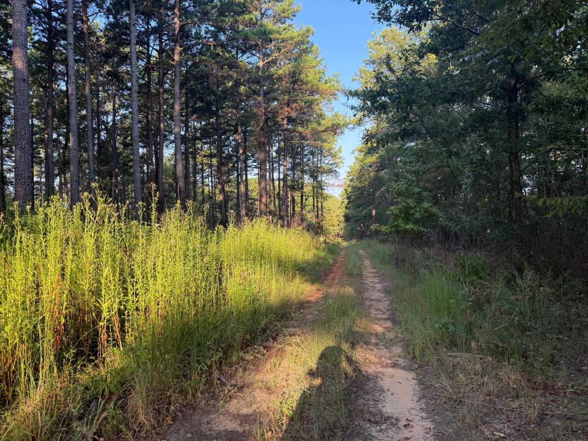 Flat Ridge Spur trail photo