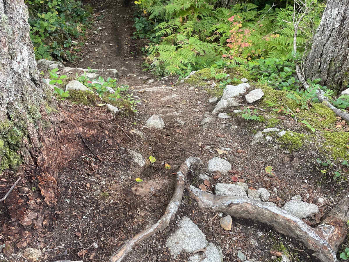 Wolf Trail photo 6