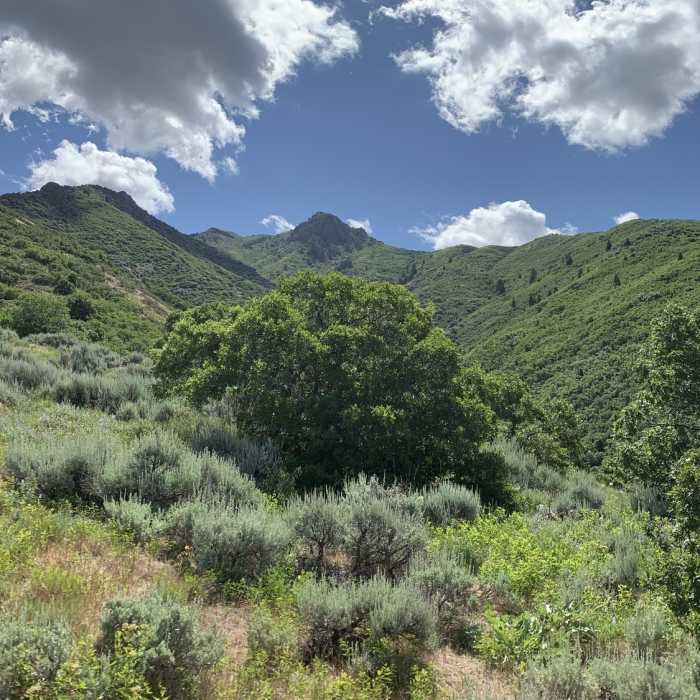Near BoSho from Adams to Fernwood and Kaysville Wildeness Park