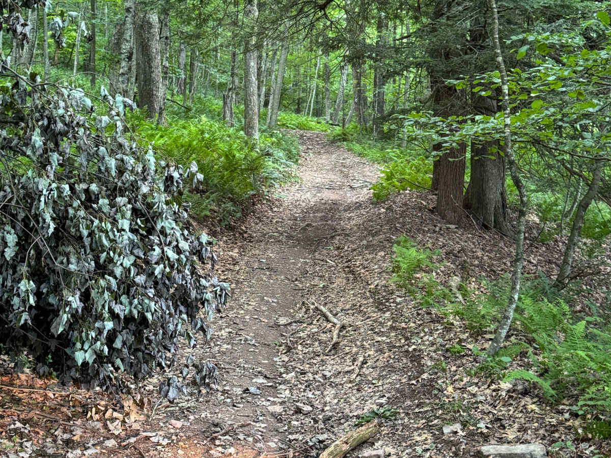 Jack Martin Trail photo 2
