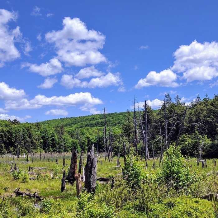 Beautiful swampland sits atop the Kittatinny Mountains of New Jersey. Near Woods Road