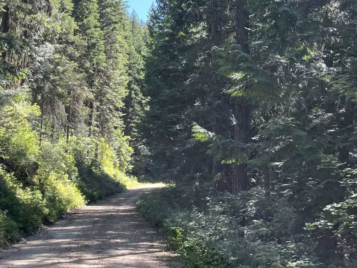 FSR 1449 trail photo