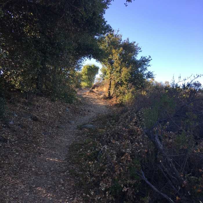 Near Stevens Creek Nature Trail