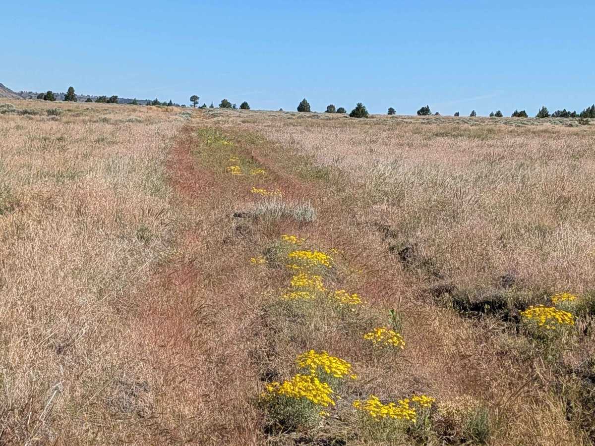 FS 47A18A trail photo