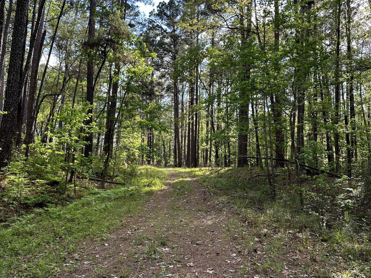 North Tadmor - FS 558 trail photo