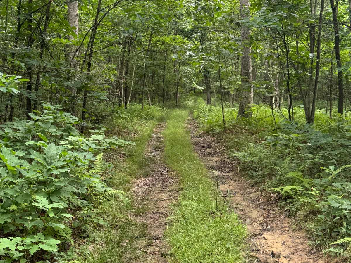 Trail 13 photo 3