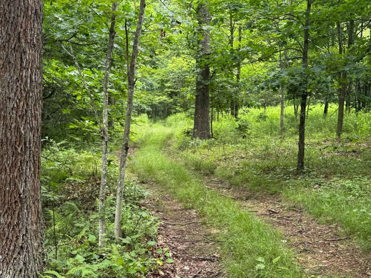 Trail 15 photo 2