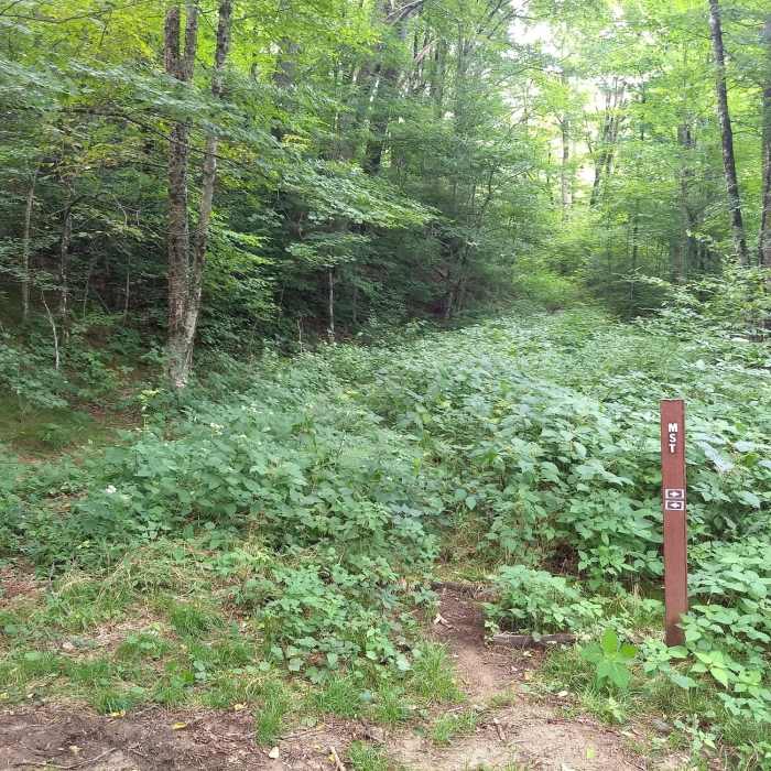 Follow this old Forest Serivice Road to Bear Pen Gap Falls (35.317585,-82.968782) Near Bearpen Gap Waterfall