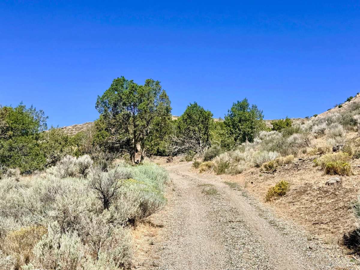  Longhair Smith Canyon - FS 57089 photo 6