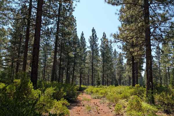Porcupine Butte - FS 42N20