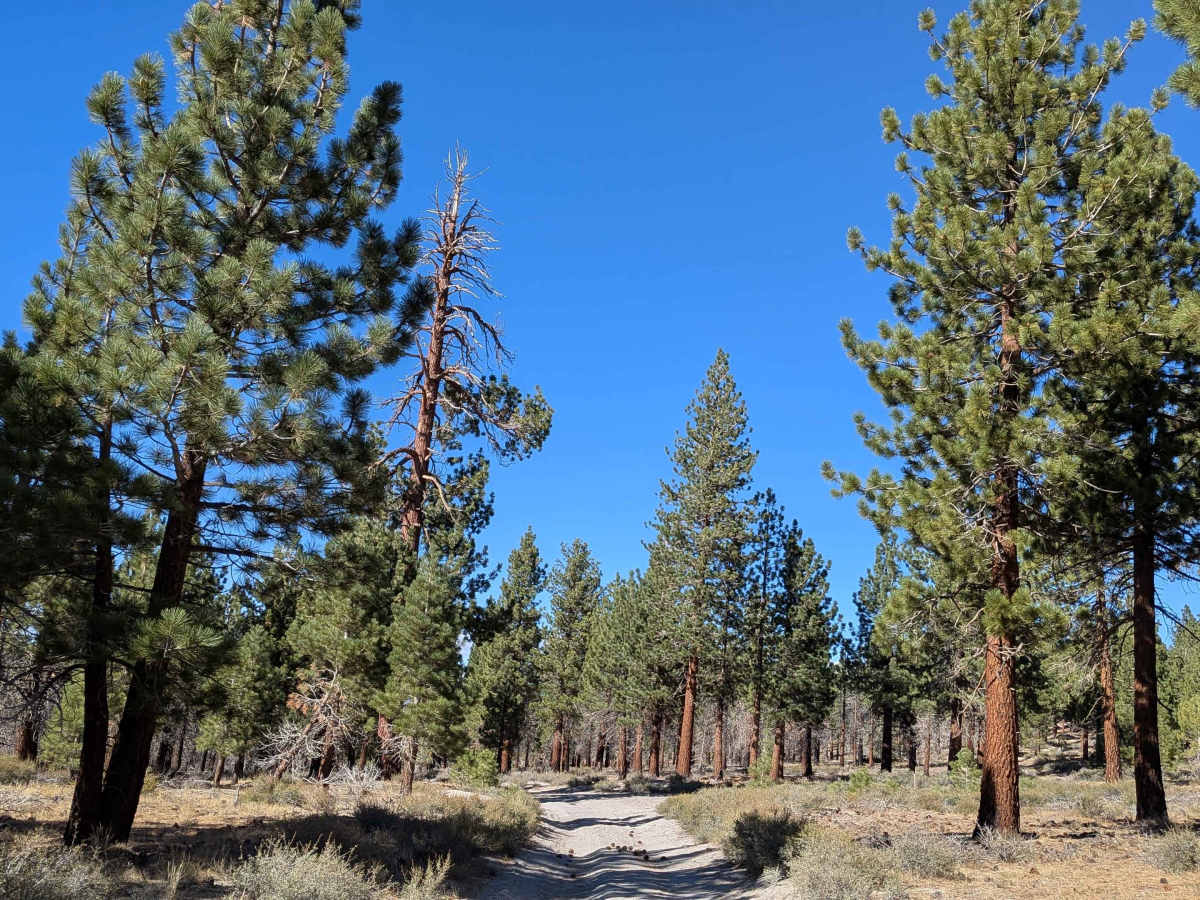 Old Cease Road - FS 1S02 photo 6