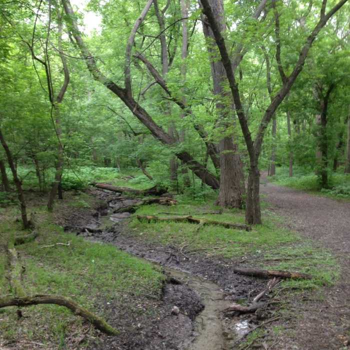 A spring-fed creek in the park. Near Coldwater Spring Trail