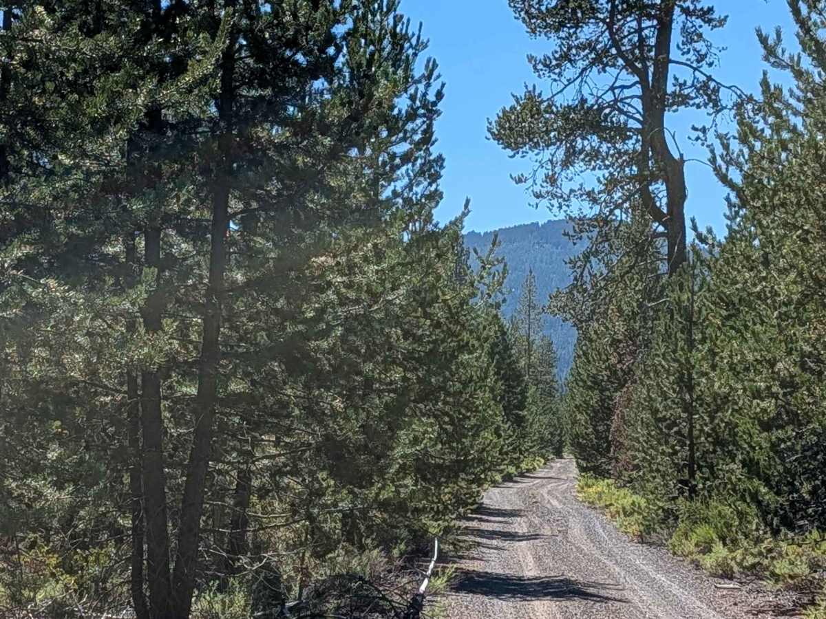 Hambone East - FS 41N23 photo 6