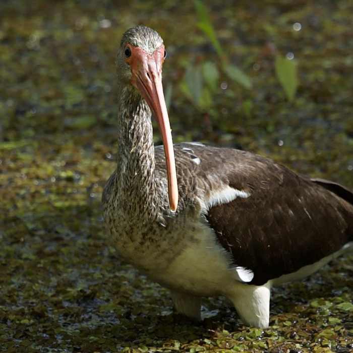 juvenille white ibis Near Full Preserve Loop