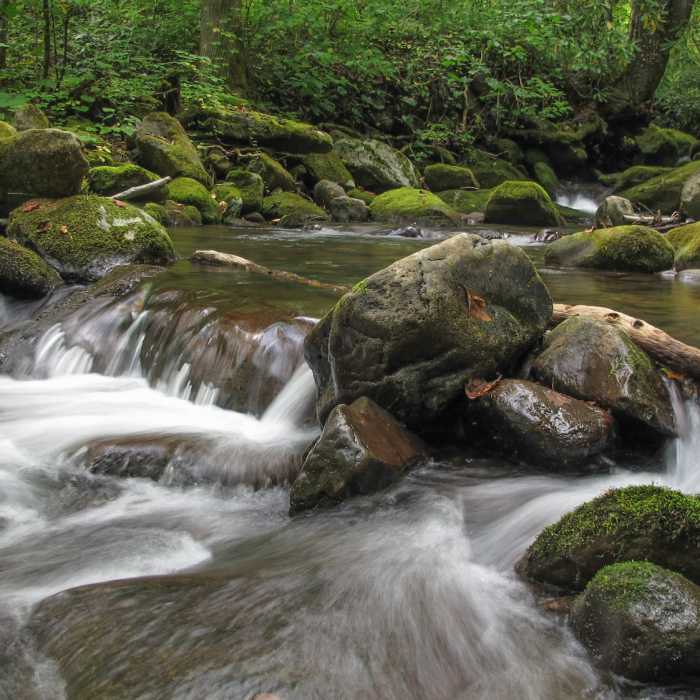 Mossy rocks in the river. Near Kephart Prong Trail