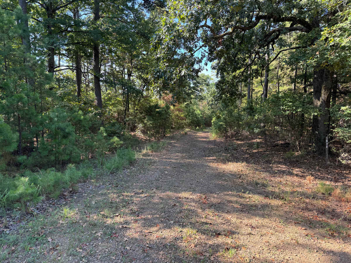 Crow trail photo