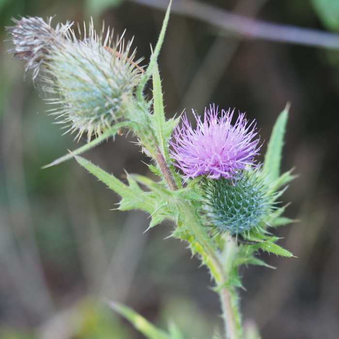 Near Pomo - Red Hill Loop